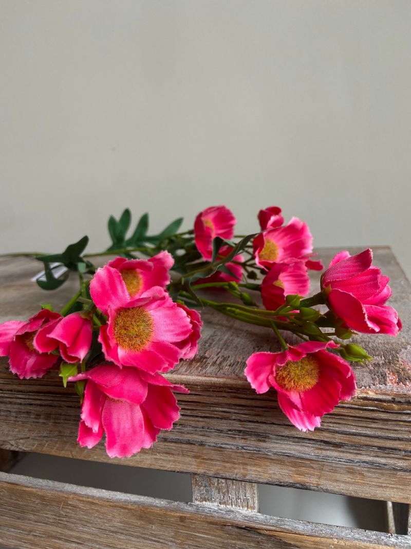 Klaproos Fuchsia