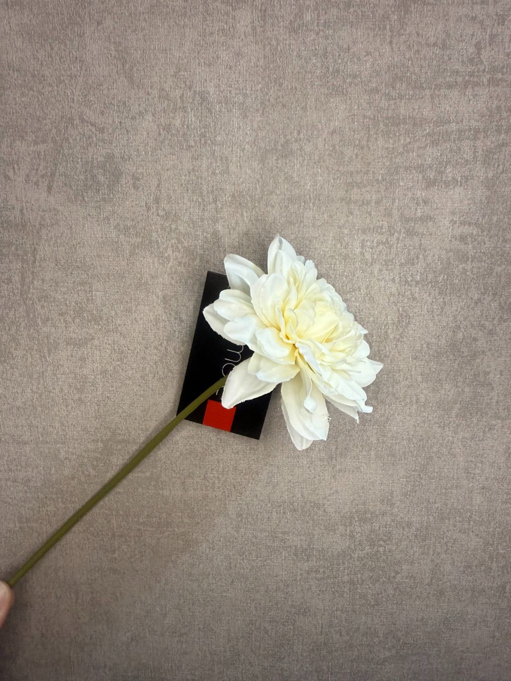 Crème-witte kunst dahlia van Colmore met korte steel, liggend op een lichtgrijze ondergrond met zichtbaar etiket.