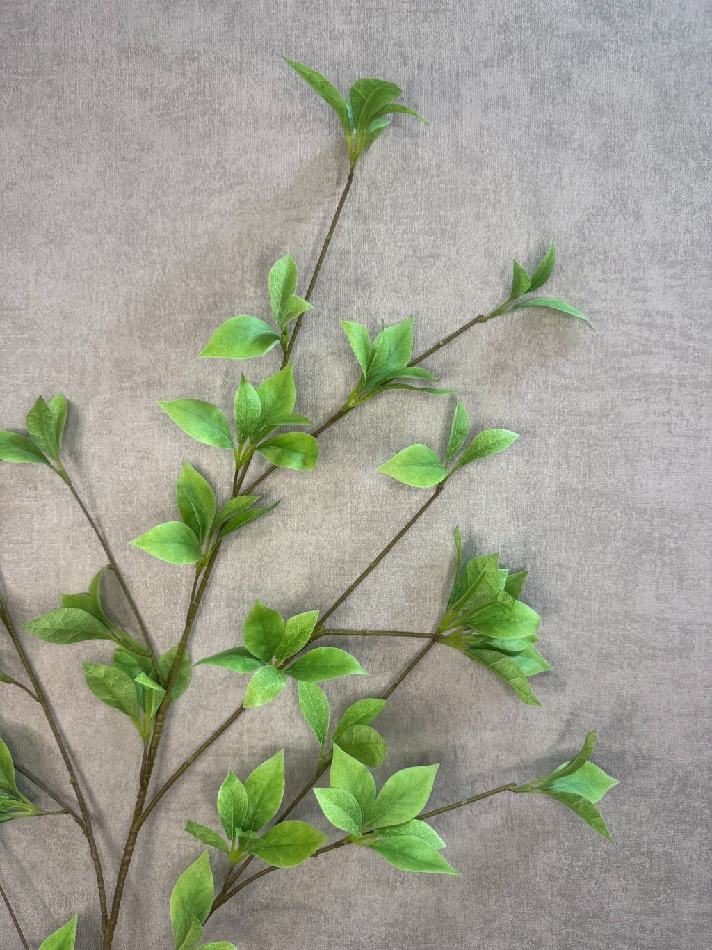 Kunsttak Brasiliana leaf