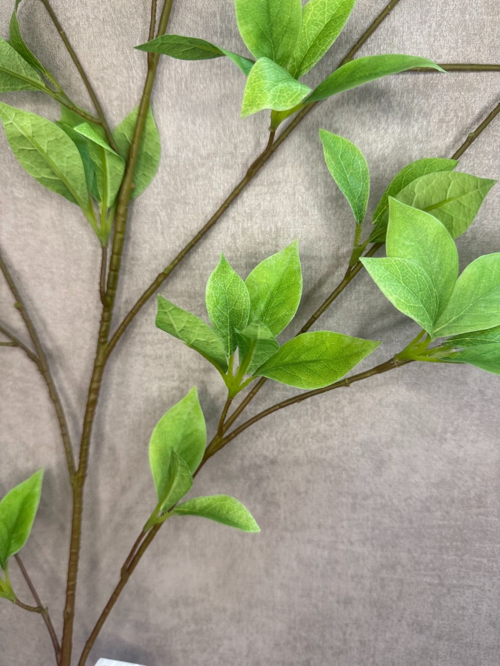 Kunsttak Brasiliana leaf