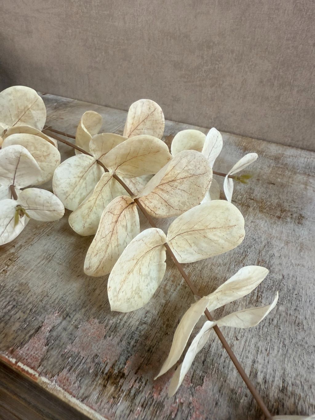 Kunsttak eucalyptus beige – decoratieve tak van 68 cm van Homebound by KY