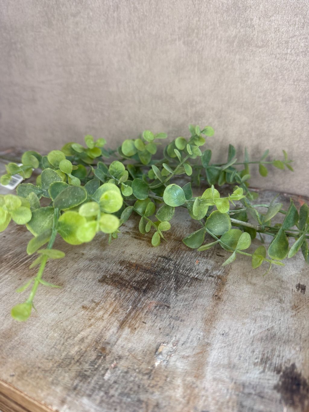 Kunsttak Eucalyptus