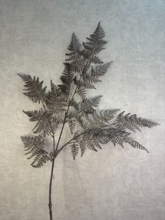 Sztuczna paproć | Brązowa