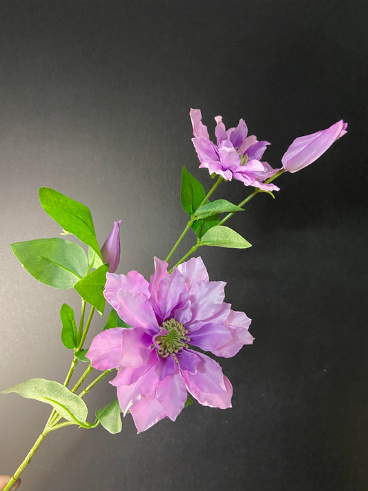 Clematis Lila