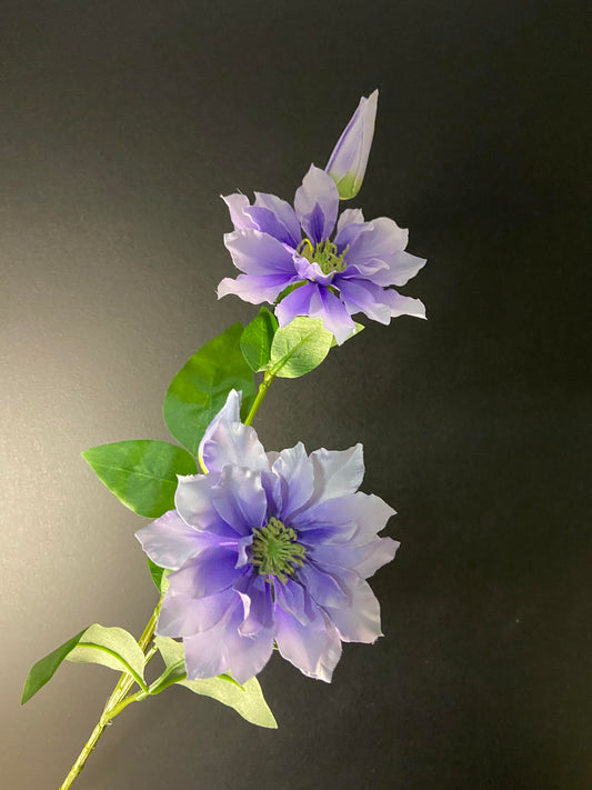 Clematis Paars/Blauw