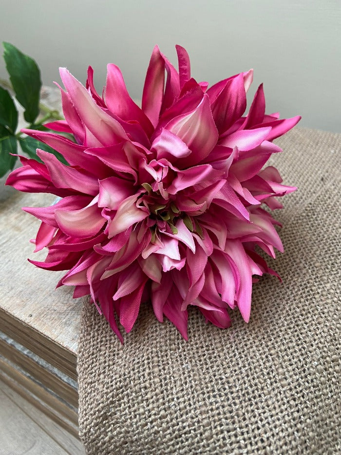 Dahlia Mumbai donker roze