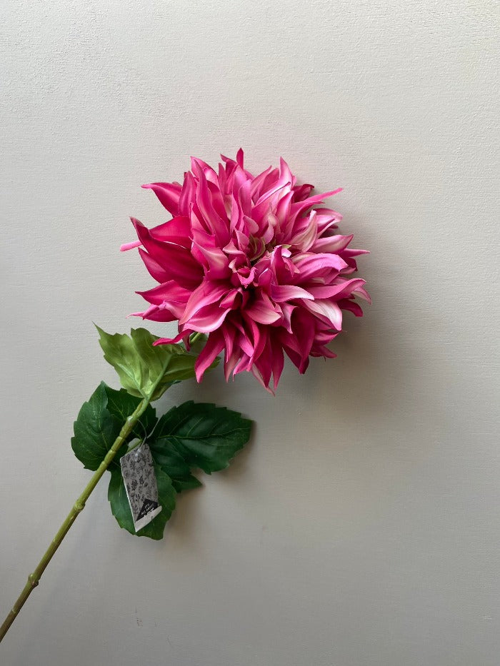 Dahlia Mumbai donker roze