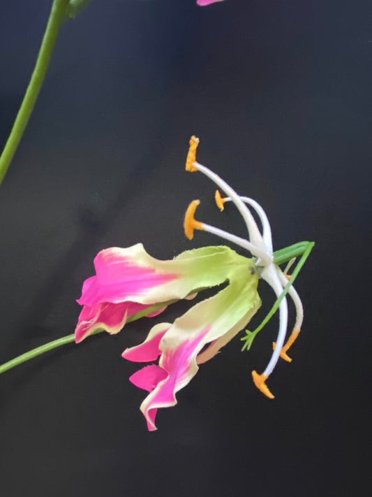 Gloriosa Roze