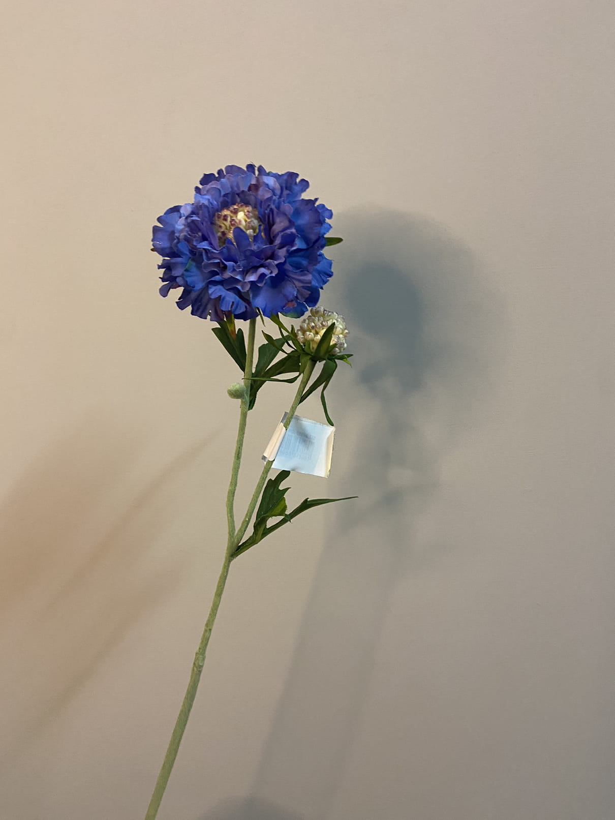 Scabiosa blue