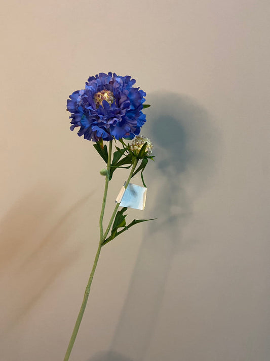 Scabiosa blue