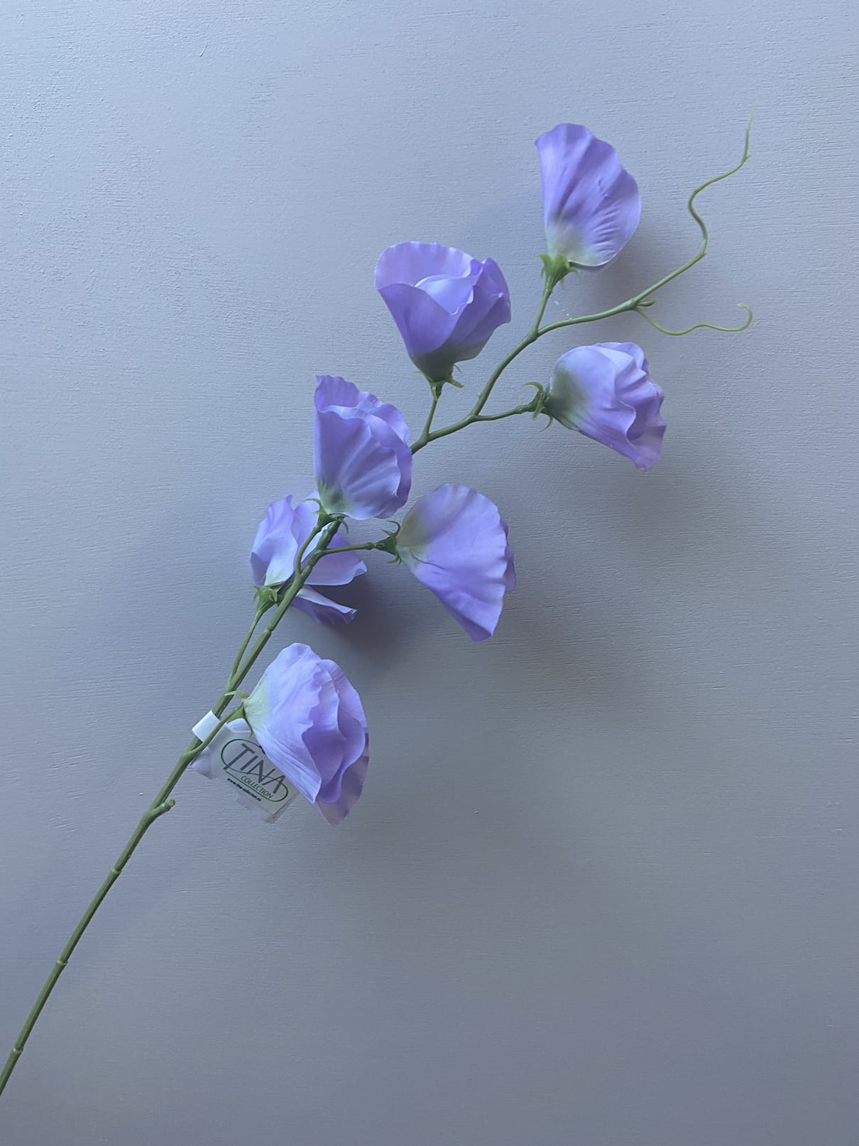 Lathyrus lila zijdenbloem