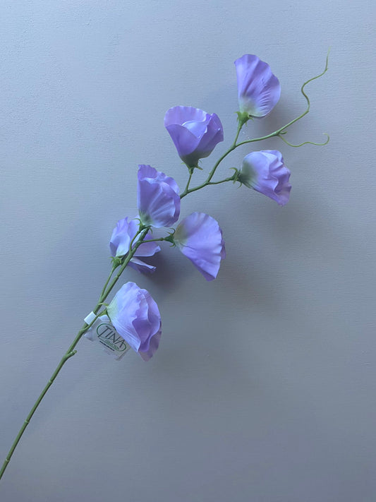 Lathyrus lila zijdenbloem