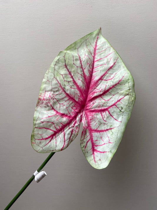 Art magazine Caladium