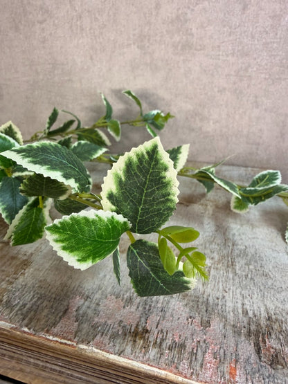 Kunsttak liguster met groen-wit blad en fijne vertakkingen, gefotografeerd tegen een neutrale achtergrond.