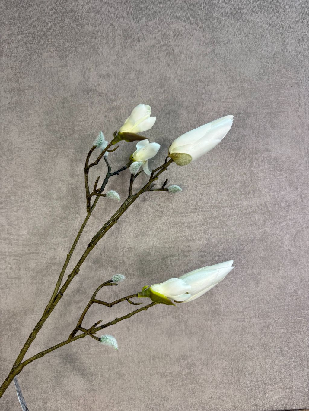 Kunsttak magnolia met gesloten witte knoppen en vertakte steel, gefotografeerd tegen een neutrale achtergrond.