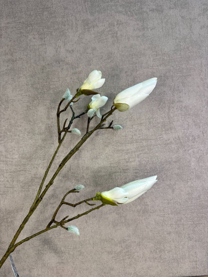 Kunsttak magnolia met gesloten witte knoppen en vertakte steel, gefotografeerd tegen een neutrale achtergrond.
