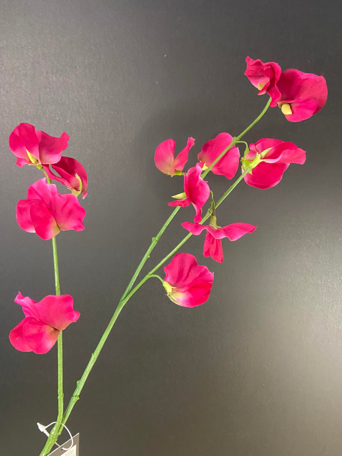 Lathyrus roze