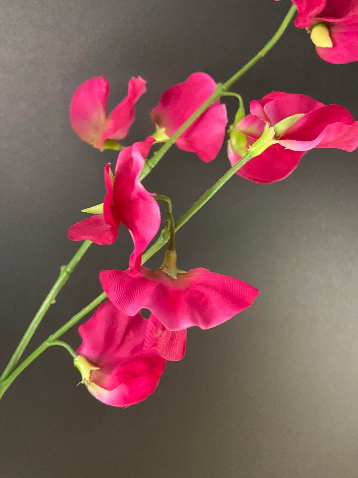 Lathyrus roze